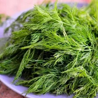فروش شوید خشک با کیفیت صادراتی